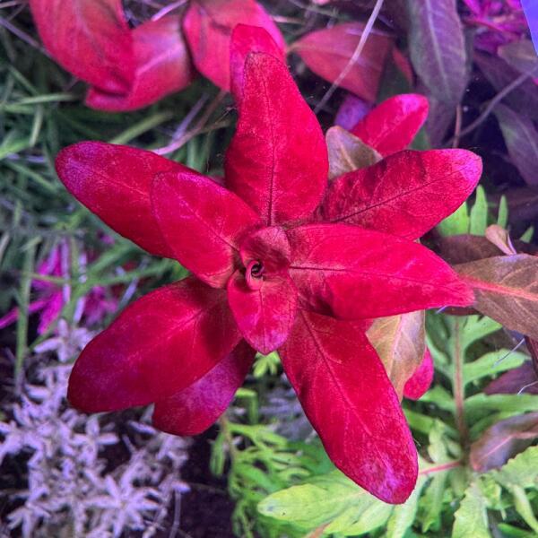 copyright: Andreas H. (AndreasAquatics)