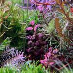 copyright: Andreas H. (AndreasAquatics)