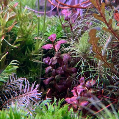 copyright: Andreas H. (AndreasAquatics)