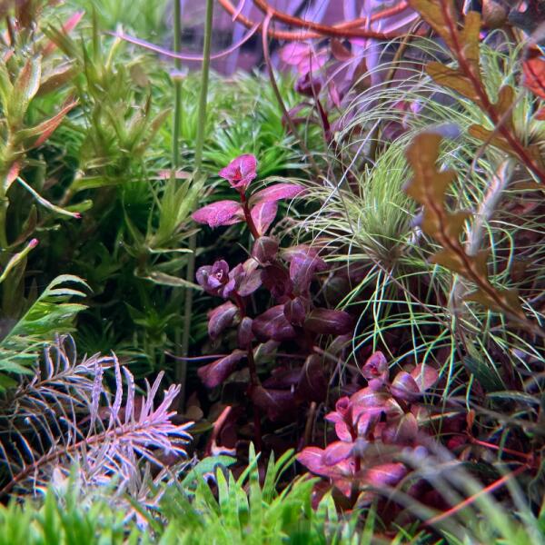 copyright: Andreas H. (AndreasAquatics)