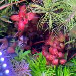 copyright: Andreas H. (AndreasAquatics)