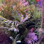 copyright: Andreas H. (AndreasAquatics)