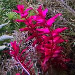 copyright: Andreas H. (AndreasAquatics)
