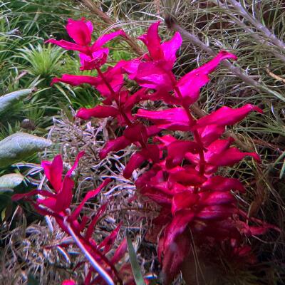copyright: Andreas H. (AndreasAquatics)