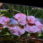 copyright: Andreas H. (AndreasAquatics)