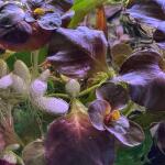 copyright: Andreas H. (AndreasAquatics)