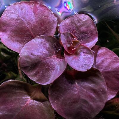 copyright: Andreas H. (AndreasAquatics)