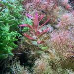 copyright: Andreas H. (AndreasAquatics)
