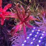 copyright: Andreas H. (AndreasAquatics)