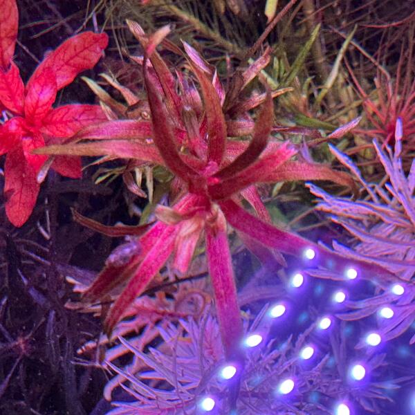 copyright: Andreas H. (AndreasAquatics)