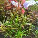 copyright: Andreas H. (AndreasAquatics)
