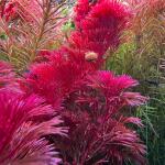 copyright: Andreas H. (AndreasAquatics)