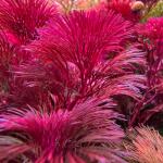 copyright: Andreas H. (AndreasAquatics)