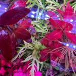 copyright: Andreas H. (AndreasAquatics)
