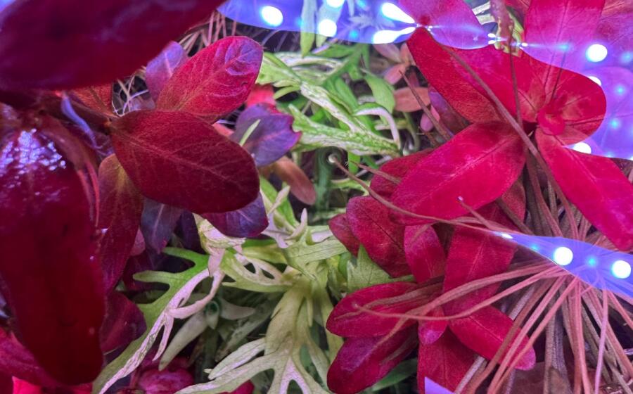 Hygrophila difformis Delme Monster