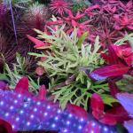 copyright: Andreas H. (AndreasAquatics)