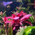 copyright: Andreas H. (AndreasAquatics)