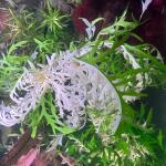 copyright: Andreas H. (AndreasAquatics)