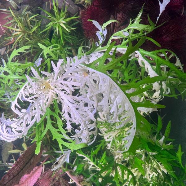 copyright: Andreas H. (AndreasAquatics)