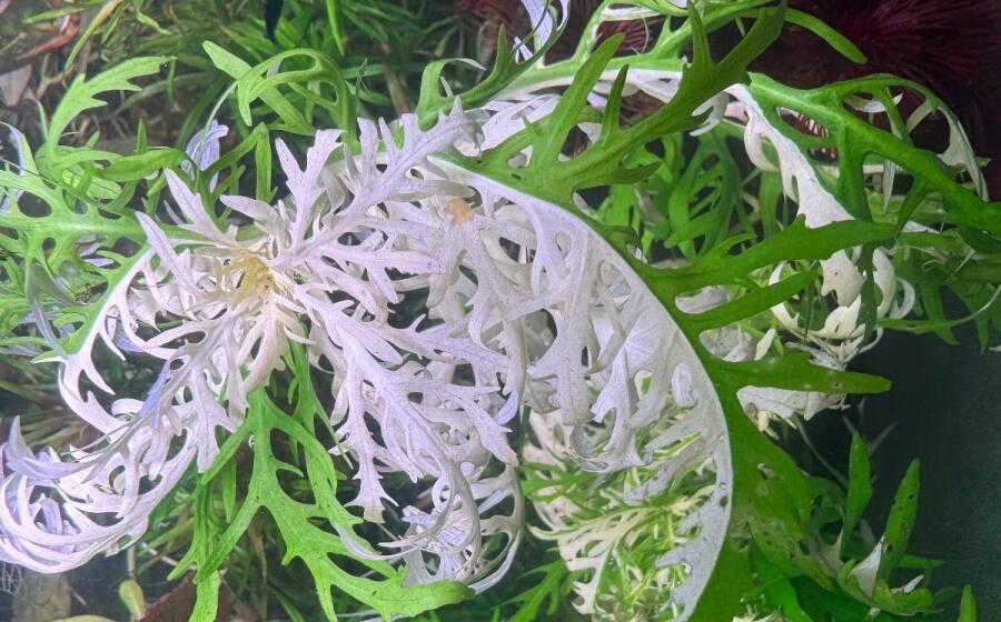 Hygrophila difformis Schneeflocke