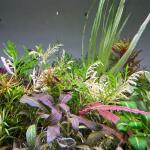 copyright: Andreas H. (AndreasAquatics)
