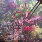 copyright: Andreas H. (AndreasAquatics)