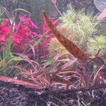 copyright: Andreas H. (AndreasAquatics)