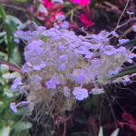 copyright: Andreas H. (AndreasAquatics)