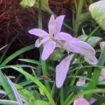 copyright: Andreas H. (AndreasAquatics)