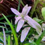 copyright: Andreas H. (AndreasAquatics)