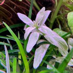 copyright: Andreas H. (AndreasAquatics)