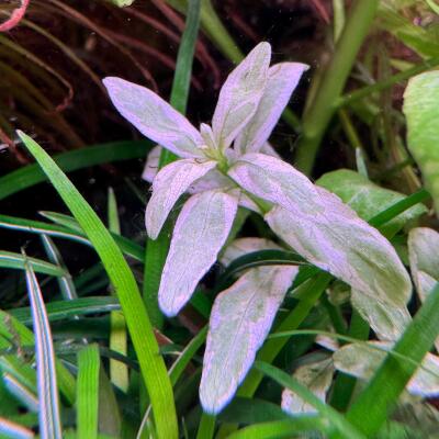copyright: Andreas H. (AndreasAquatics)