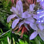 copyright: Andreas H. (AndreasAquatics)
