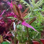 copyright: Andreas H. (AndreasAquatics)