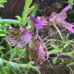 copyright: Andreas H. (AndreasAquatics)