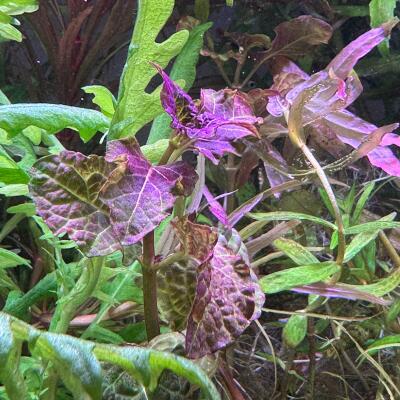 copyright: Andreas H. (AndreasAquatics)