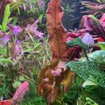 copyright: Andreas H. (AndreasAquatics)