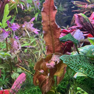 copyright: Andreas H. (AndreasAquatics)