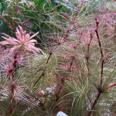 copyright: Andreas H. (AndreasAquatics)