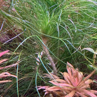 copyright: Andreas H. (AndreasAquatics)