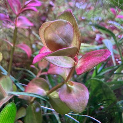 copyright: Andreas H. (AndreasAquatics)