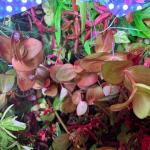 copyright: Andreas H. (AndreasAquatics)