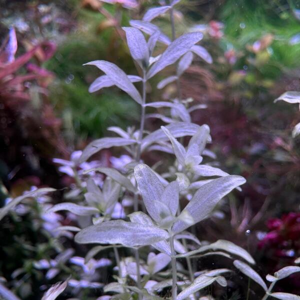 copyright: Andreas H. (AndreasAquatics)
