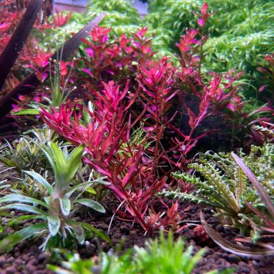 copyright: Andreas H. (AndreasAquatics)