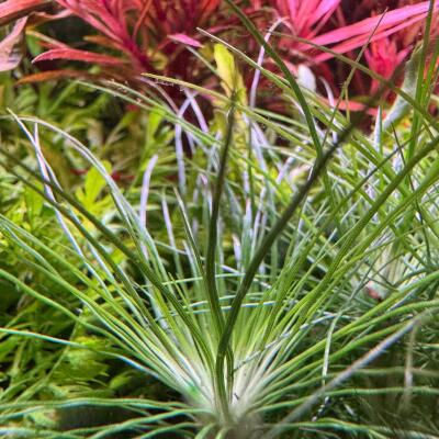copyright: Andreas H. (AndreasAquatics)