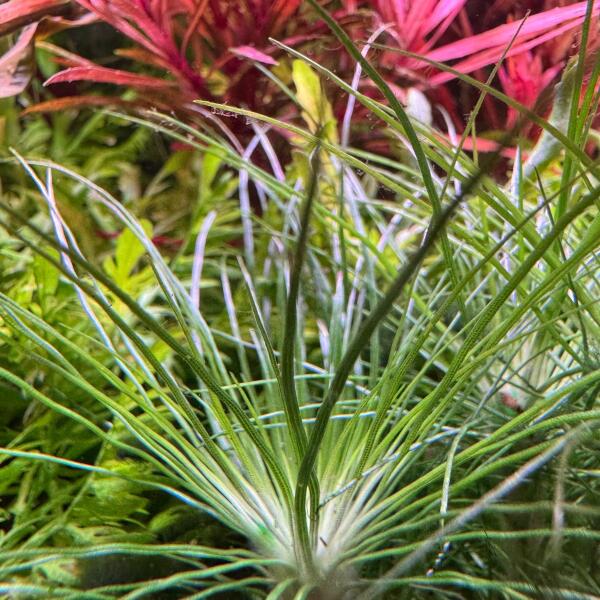 copyright: Andreas H. (AndreasAquatics)