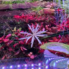 copyright: Andreas H. (AndreasAquatics)