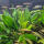 copyright: Maximilian K. (MaxThePlantguy)