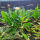 copyright: Maximilian K. (MaxThePlantguy)