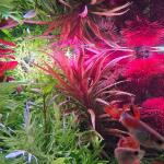 copyright: Andreas H. (AndreasAquatics)